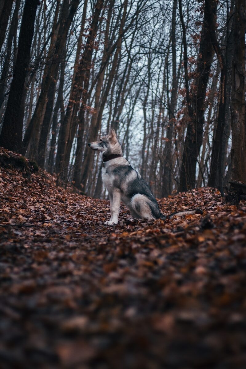 a dog standing in a forest