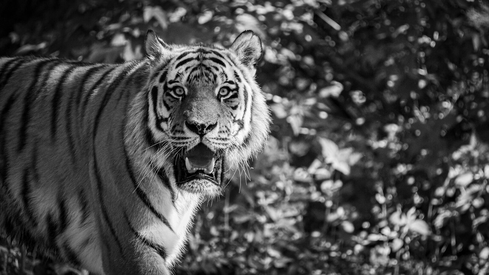 grayscale photo of tiger walking on forest