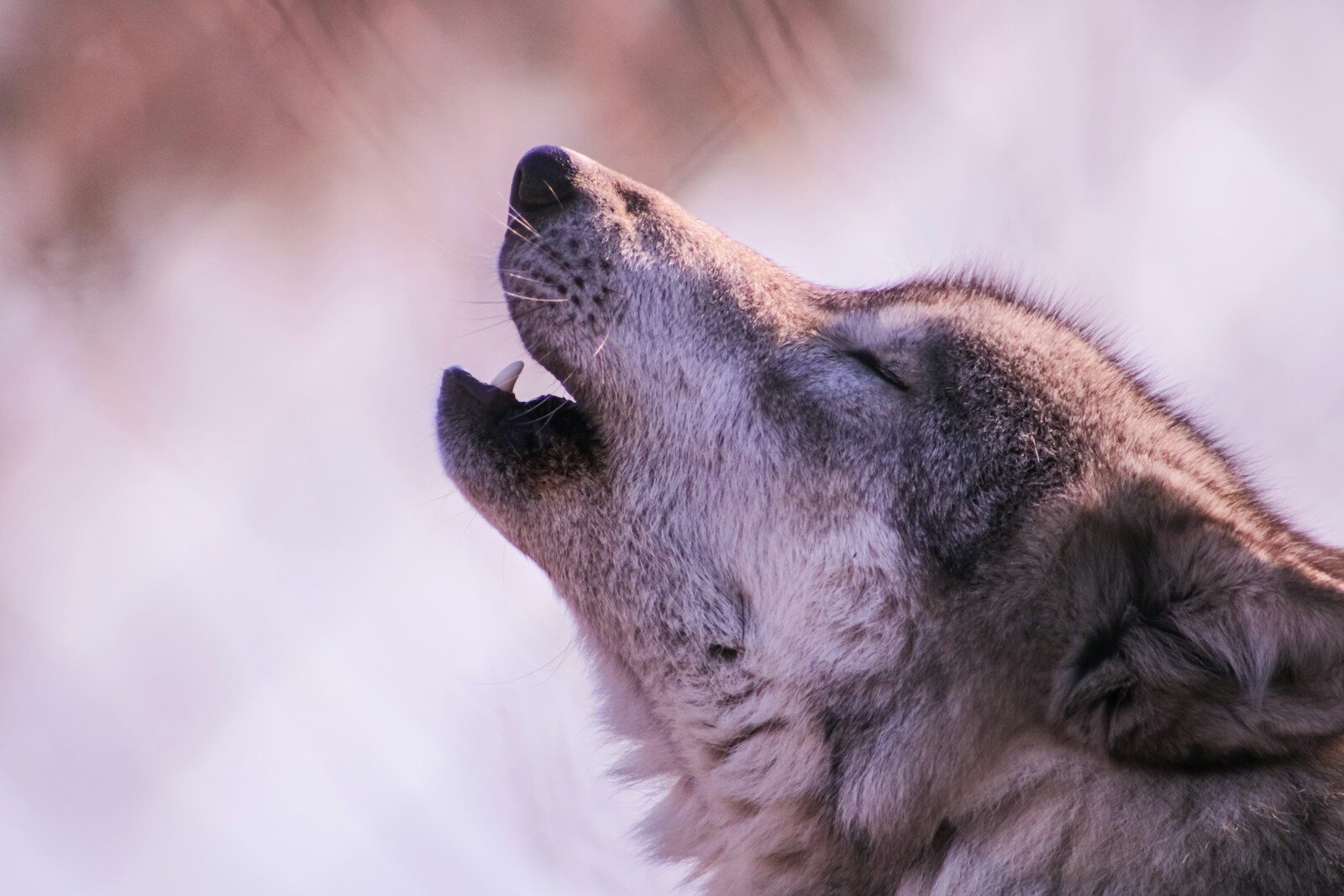 a wolf is looking up at the sky