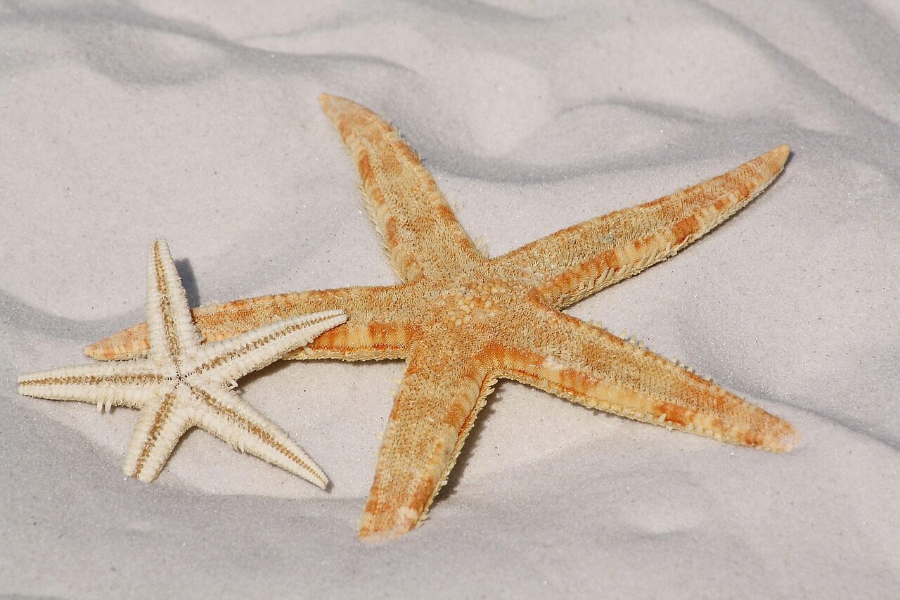 starfish, sand, sea star, sea creature, asteroidea, echinoderm, animal, beach, star, nature, sea animal, shore, seashore, starfish, starfish, starfish, starfish, starfish, sea star, beach, beach, star