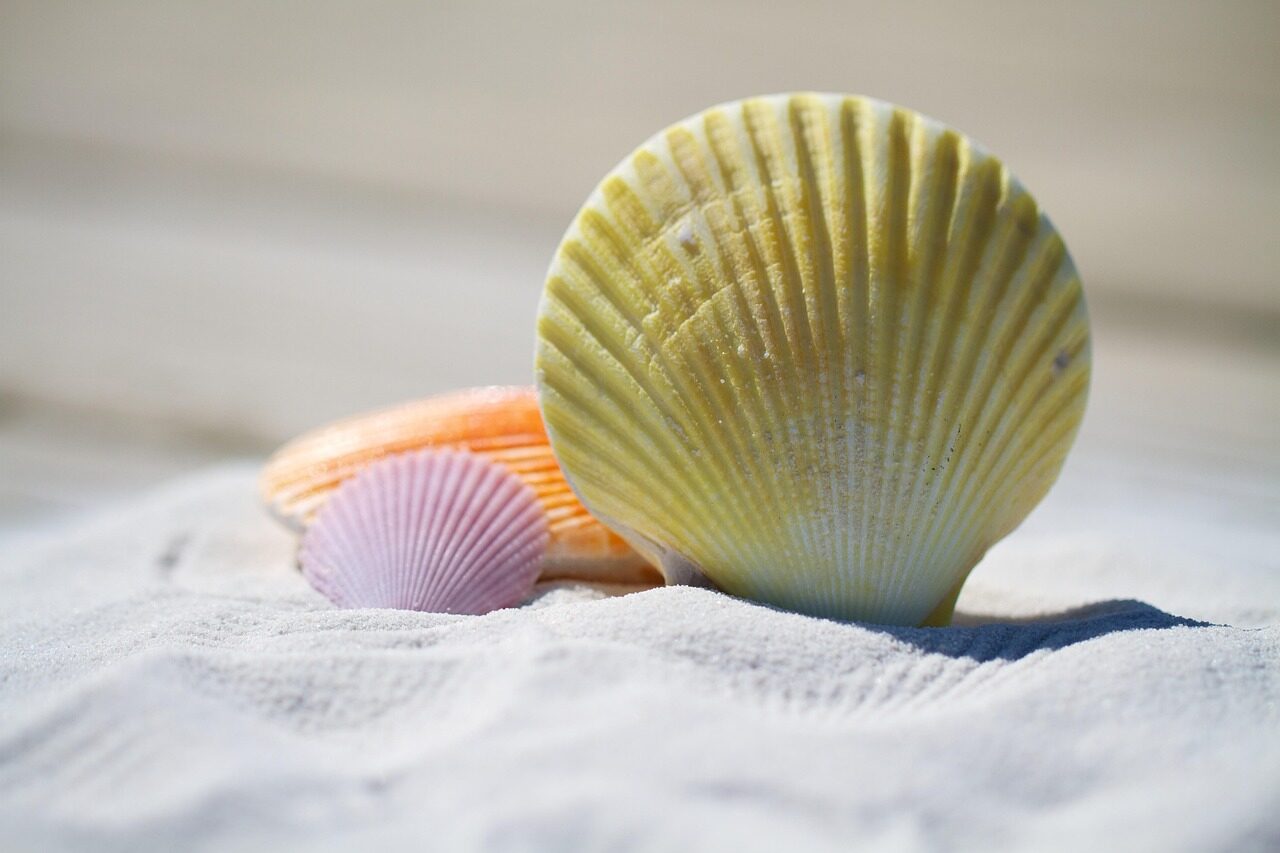 shells, sand, nature, beach, seashells, shore, seashore, sandy, sandy beach, mollusks, summer, vacation